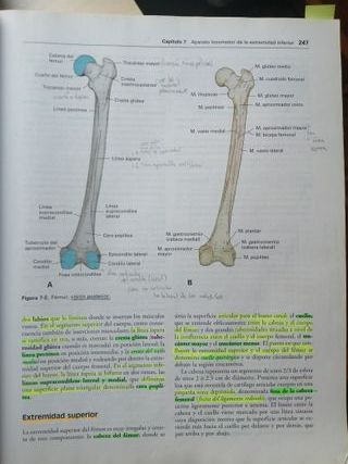 Libro anatomía humana