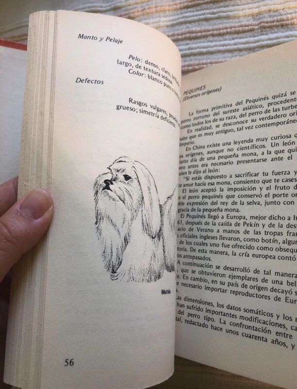 El perro de compañía