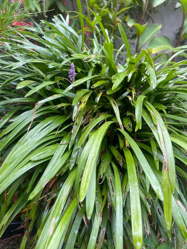 Liriope