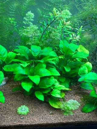 Anubia barteri (planta acuarios agua dulce)