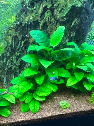 Anubia barteri (planta acuarios agua dulce)
