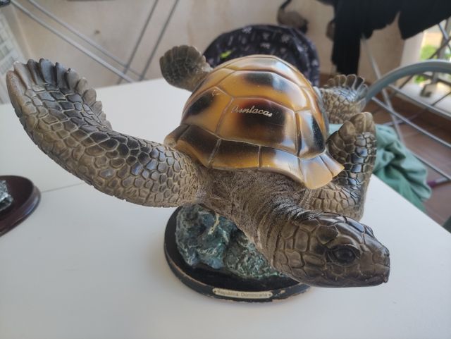 tortuga republica  Dominicana de allí