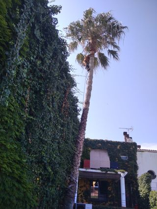 Cortar árboles, podarlos y podar el césped en espa