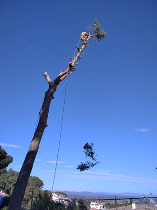 Cortar árboles, podarlos y podar el césped en espa