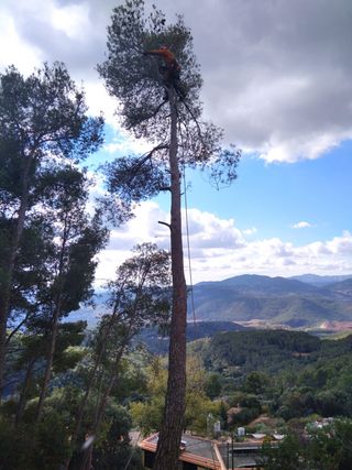 Cortar árboles, podarlos y podar el césped en espa