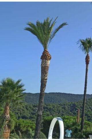 Cortar árboles, podarlos y podar el césped en espa