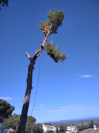 Cortar árboles, podarlos y podar el césped en espa