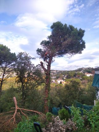 Cortar árboles, podarlos y podar el césped en espa