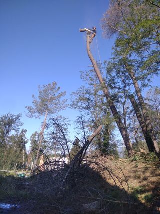 Cortar árboles, podarlos y podar el césped en espa