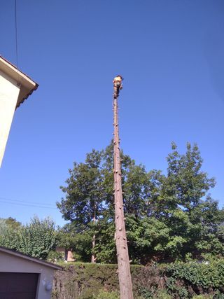 Cortar árboles, podarlos y podar el césped en espa