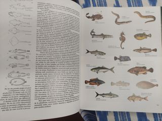 Felix Rodríguez - Fauna Mundial