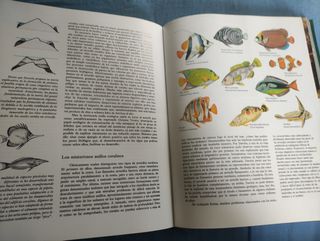 Felix Rodríguez - Fauna Mundial