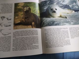 Felix Rodríguez - Fauna Mundial