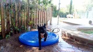 Piscina de chorros para perros.