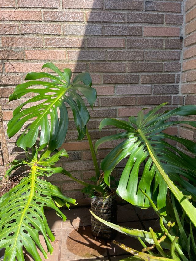 Costilla de Adan planta Monstera