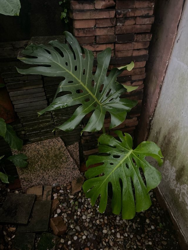 Costilla de Adan planta Monstera