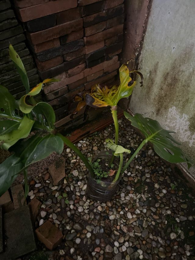 Costilla de Adan planta Monstera