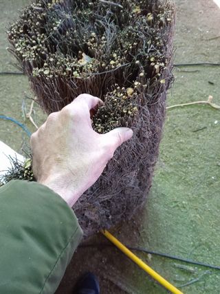 Fabricamos todo tipo de brezo español