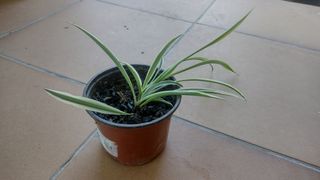 Cinta - Planta sin maceta