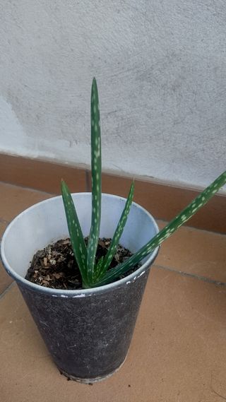 Aloe vera - sin maceta
