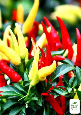 Semillas de pimiento picante "Rapira"(5 unidades)