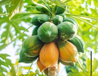 30 semillas de frutas tropicales