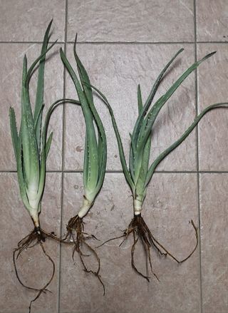 Aloe Vera con raíces