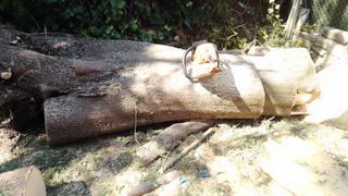 Poda en altura