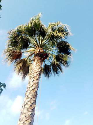 Poda en altura