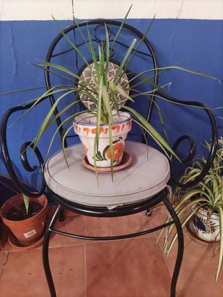 Maceta y planta