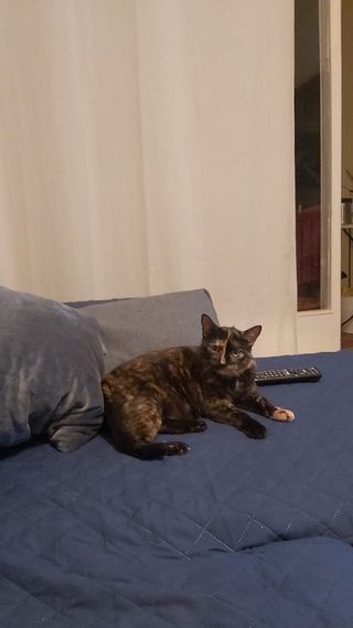 Cuidadora de gatos/perros