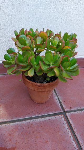 Planta Árbol de jade
