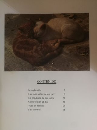 Gatos - Libro grande