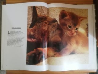 Gatos - Libro grande