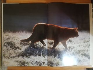 Gatos - Libro grande