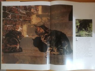 Gatos - Libro grande