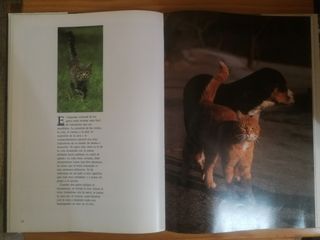 Gatos - Libro grande