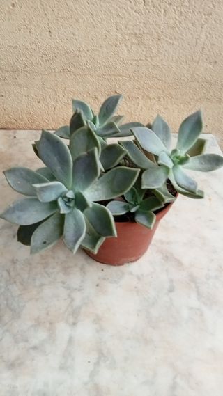 Planta crasa