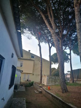 talas poda todo tipo de árboles