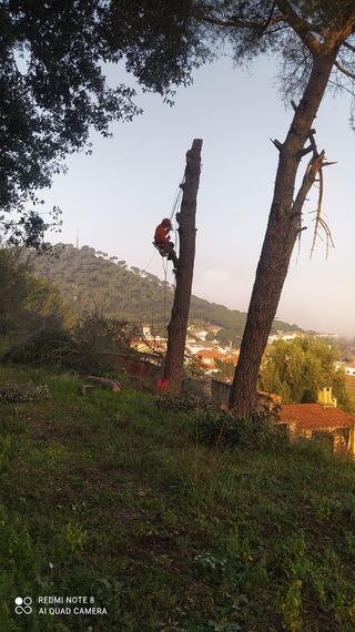 talas poda todo tipo de árboles