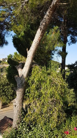 talas poda todo tipo de árboles