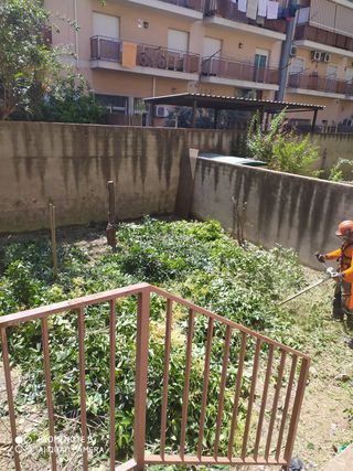 talas poda todo tipo de árboles