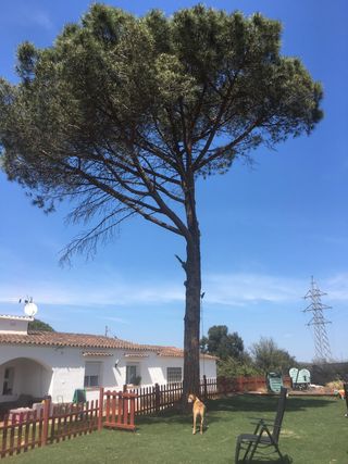 talas poda todo tipo de árboles