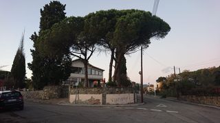 talas poda todo tipo de árboles