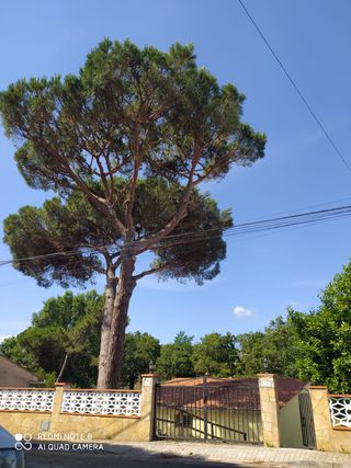 talas poda todo tipo de árboles