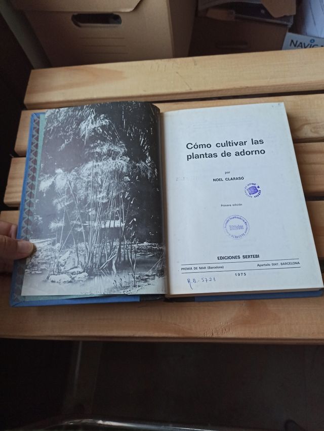 Como cultivar las plantas de adorno Noel Claraso