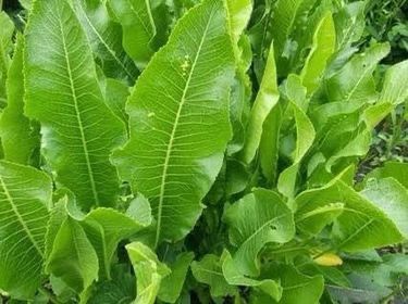 2kg Hrean/rabanitos picantes