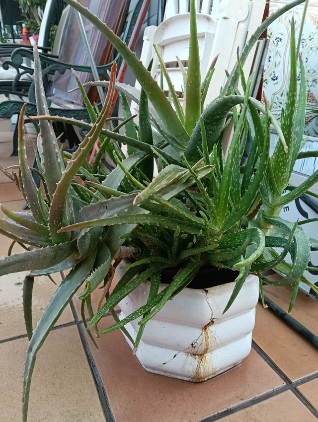 Planta de Aloe Vera