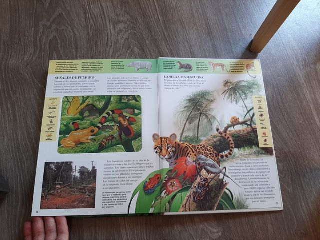 Animales Nocturnos de la Selva