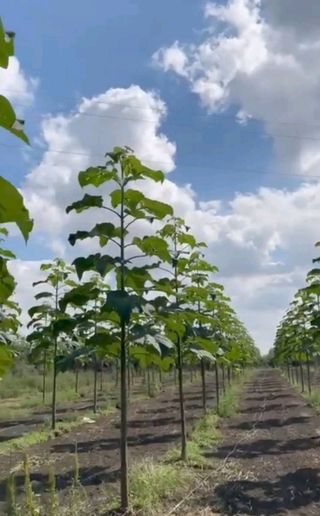 ▪︎Paulownia de varias variedades para maderable.